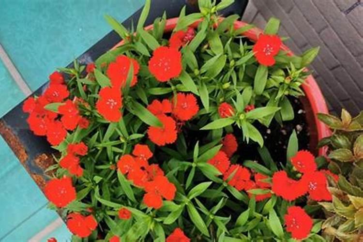 石竹花什么季节施肥最好