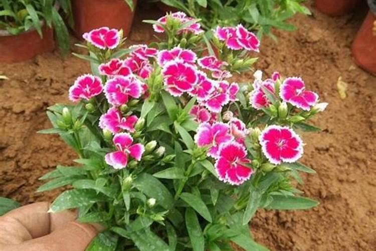 石竹花什么季节施肥最好