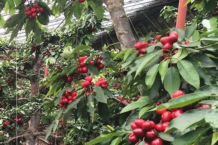 磷酸二氢钾使用过量补救方法