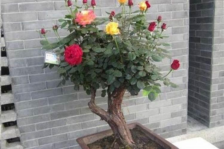 月季老桩种下多久发芽