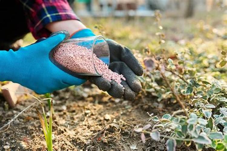 颗粒硼肥什么牌子的好