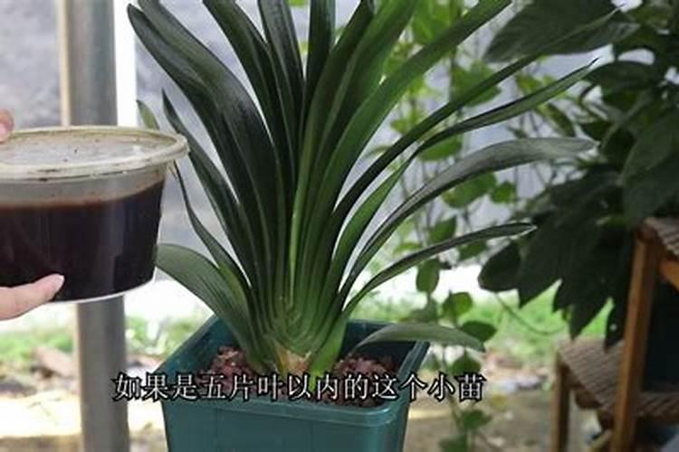 几月给君子兰施磷酸二氢钾
