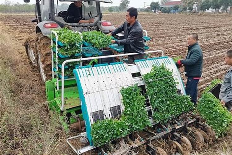 速效复合肥如何使用要用水兑吗