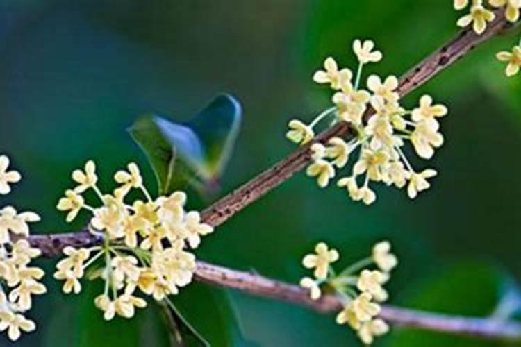 蔬菜如何施肥能高产 蔬菜的施肥方法是什么