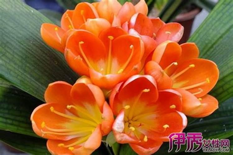 君子兰花需要上啥肥