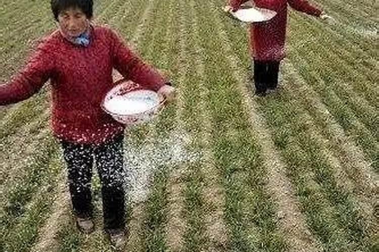 葡萄挂果后如何施肥