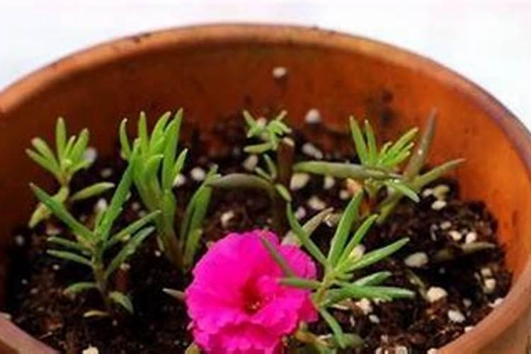 芸苔素能喷玉米吗