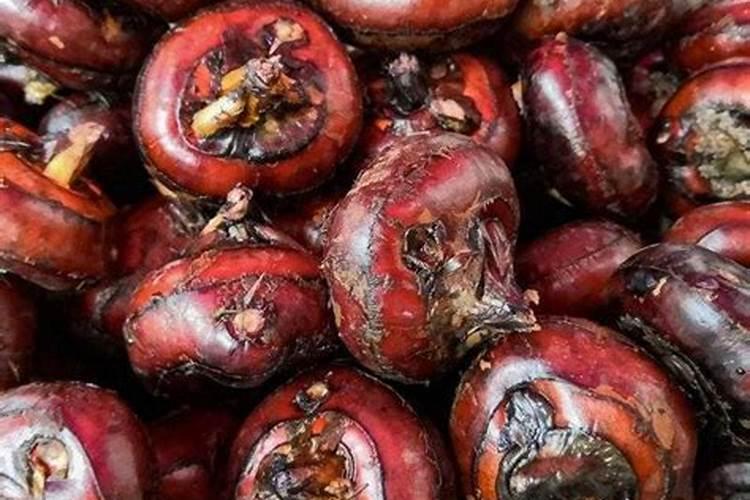 有人知道荸荠种植的技术吗