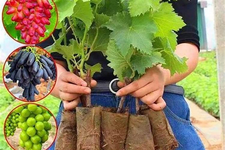 新泰哪里有租大棚的