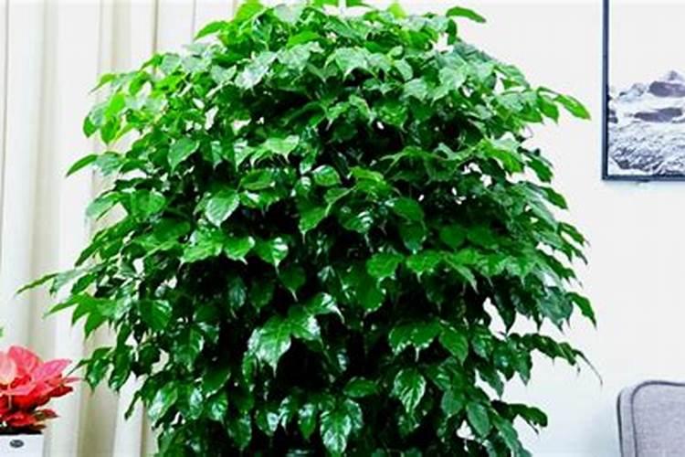 氮磷钾复合肥什么花都可以用吗,可以喷叶面吗