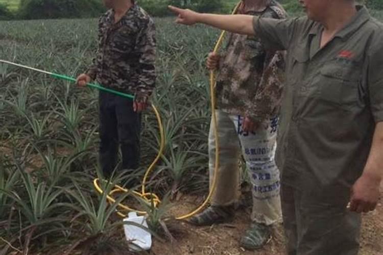 金豆挂果后可以施肥吗