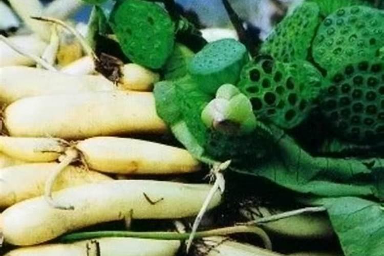 莲藕种苗怎么种植需要什么条件