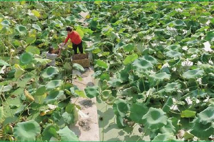 枣树什么时候施肥