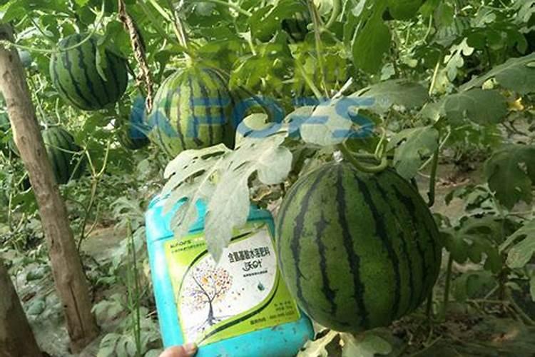 第一年移栽种的大雅柑该怎么施秋肥？