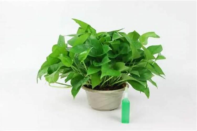 多肉营养液怎么用