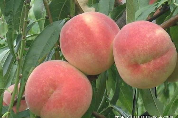 什么花肥好用 养花用营养液好还是肥料好