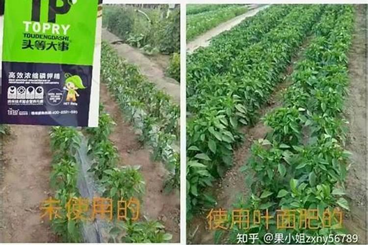 茶树催芽肥用什么肥
