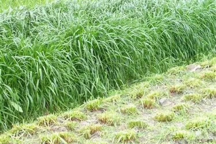 有谁知道黑麦草的种植方法