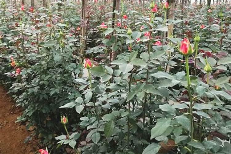 家里养花怎么才能杀虫生根 家里养花如何才能杀虫生根