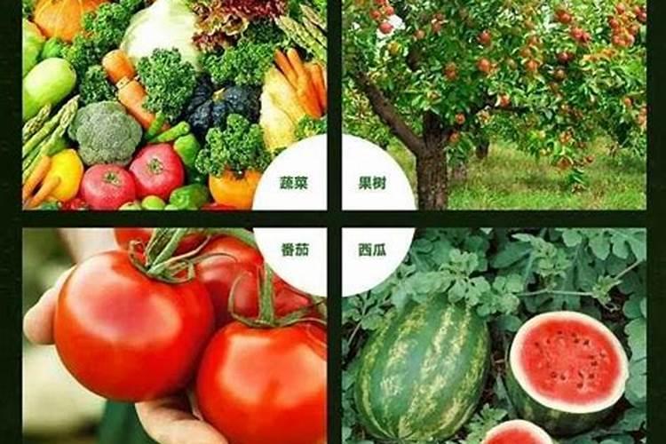 氨基寡糖素功效作用(氨基寡糖素如何使用)