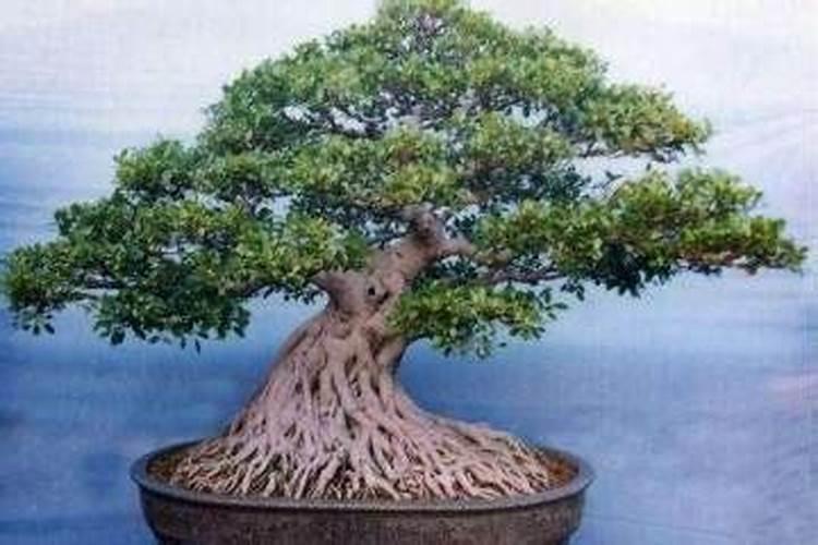 榕树怎么施肥,榕树施肥方法