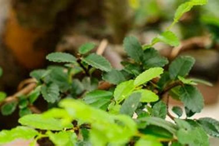 榆树盆景造型用什么肥