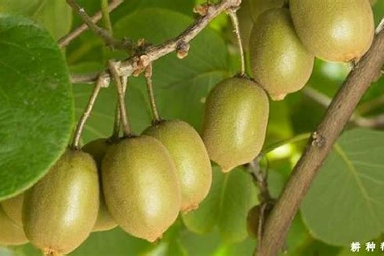 桃树施肥技术要点谈农作物的平衡施肥技术