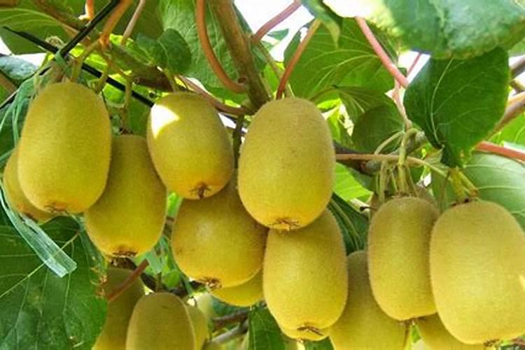 辣椒要如何施肥