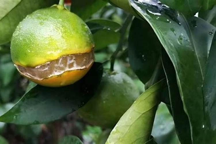 高浓度硫酸钾复合肥含量最高可以做到多少啊 氮肥最高可以到多少