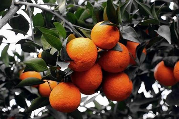 苹果树春季用什么化肥好