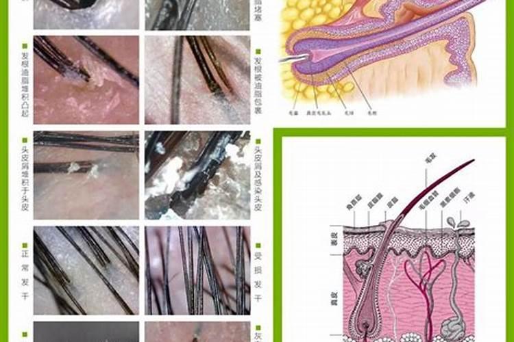 秋天落叶的有什么植物
