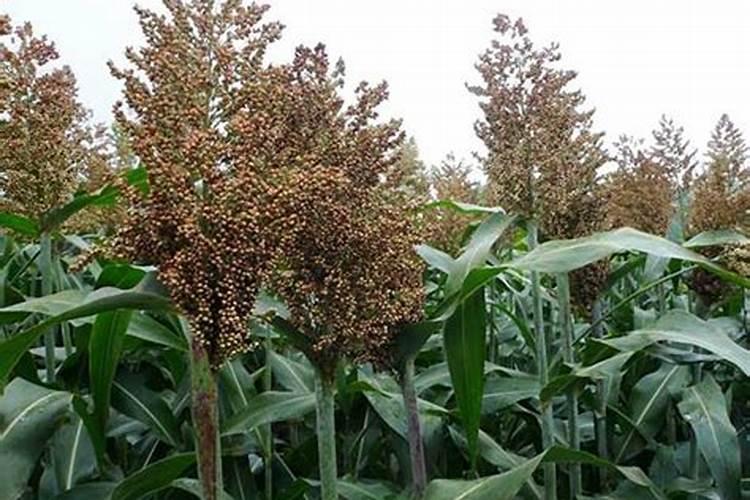 甜杆种植时间和方法