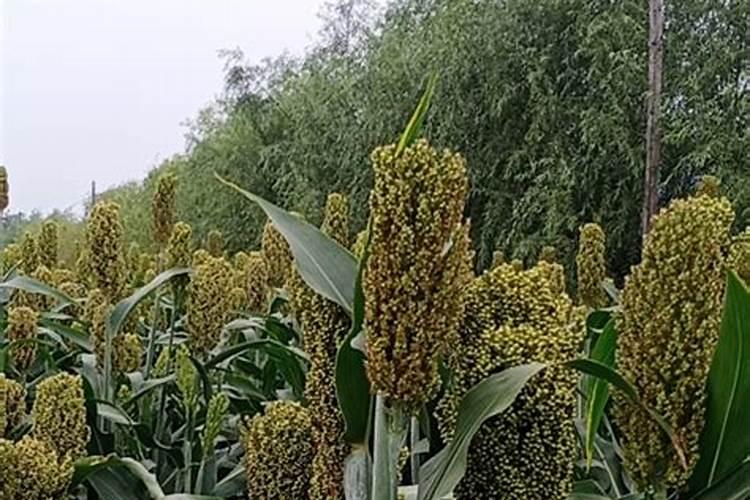 高梁在什么时候打叶面肥促早熟？