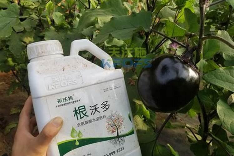 怎么预防茄子裂果？茄子开花结果用什么肥料？