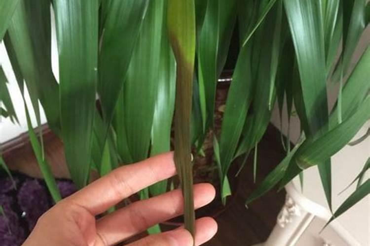 磷酸氢二钾是什么