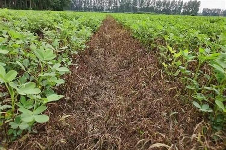 花生叶面肥用什么高产 什么时候施肥好