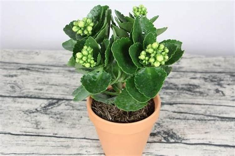 有机肥对农作物有什么作用,附正确的使用方法