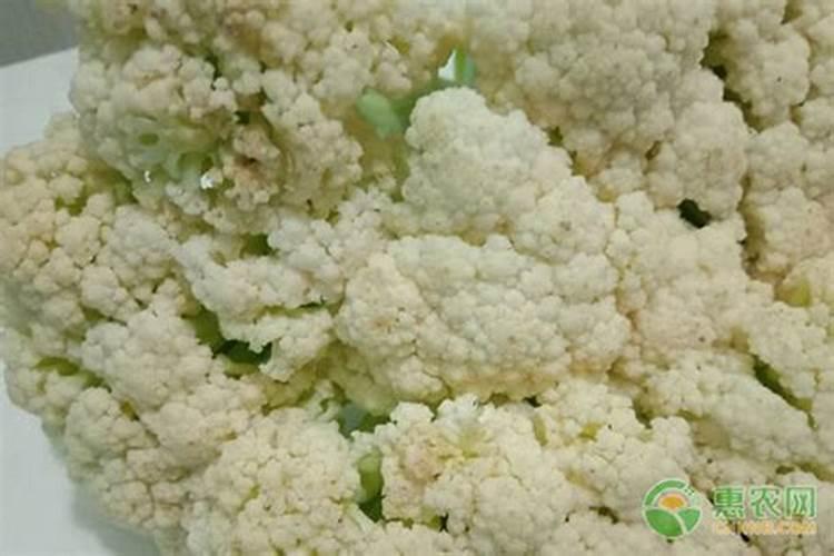 蝴蝶兰的基肥里放什么肥怎么施