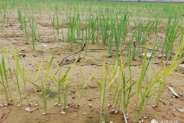 水稻秧苗很弱长不大怎么办？育秧期可以怎么管理？