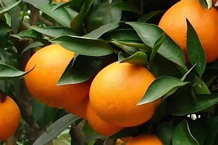 营养成分的多少对人的身体有什么影响