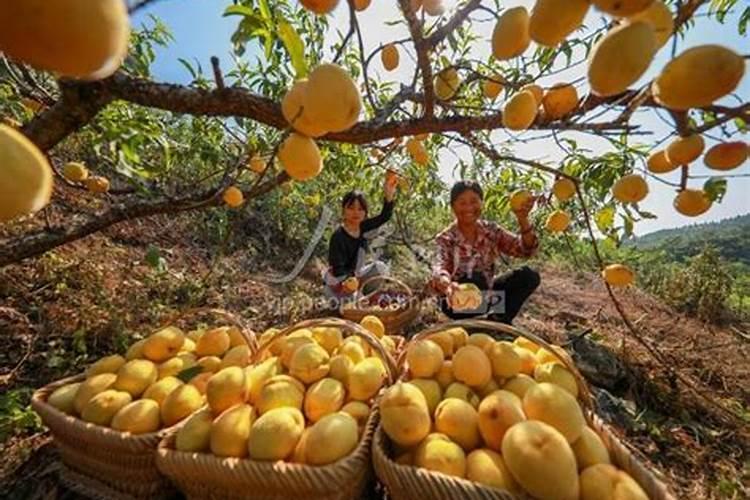 中药材追施冲施肥有效果吗？冲施肥价格多少钱一吨？冲施肥什么时候打好...