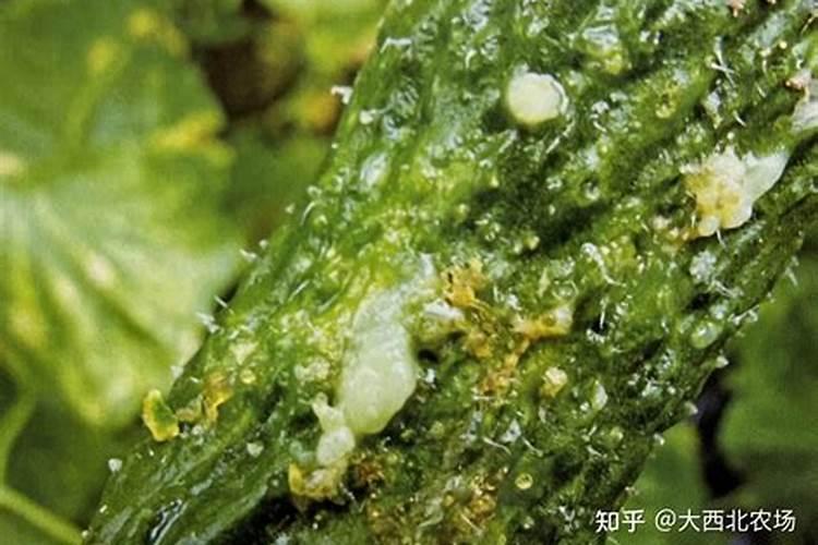 偏施氮肥容易发生病害的原理是什么？