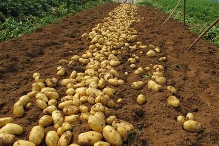 马铃薯后期需要什么肥 可以施钾肥吗