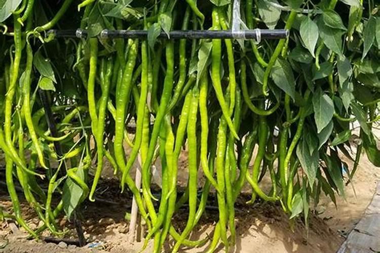 硫酸钾复合肥撒在辣椒上叶子上叶子黄吗？