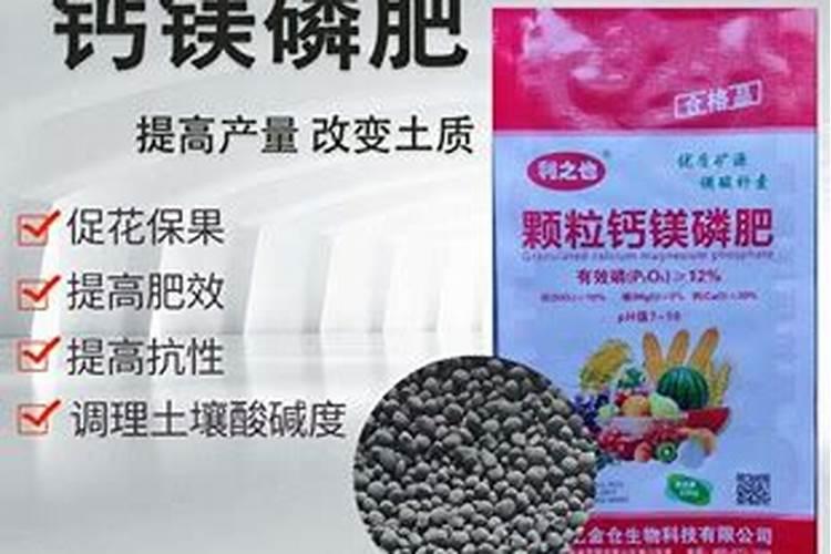 叶绿素在植物中的作用是什么？