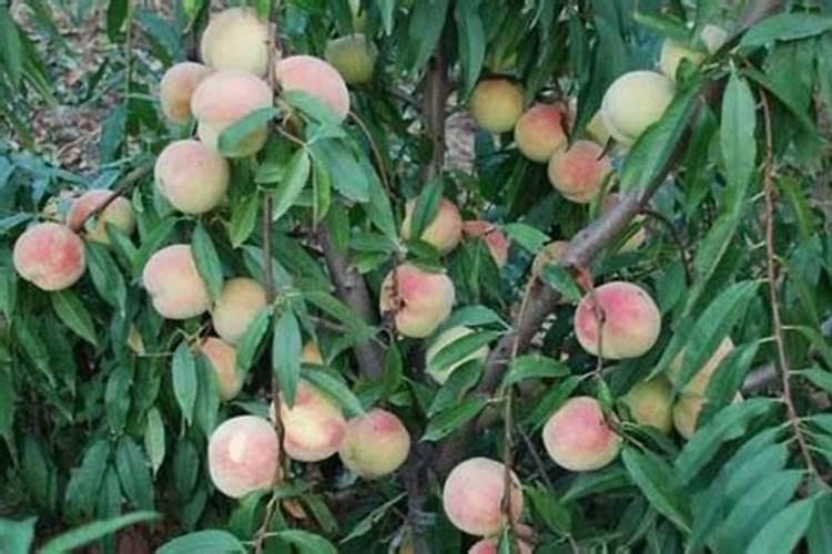 桃树黄叶病怎么解决