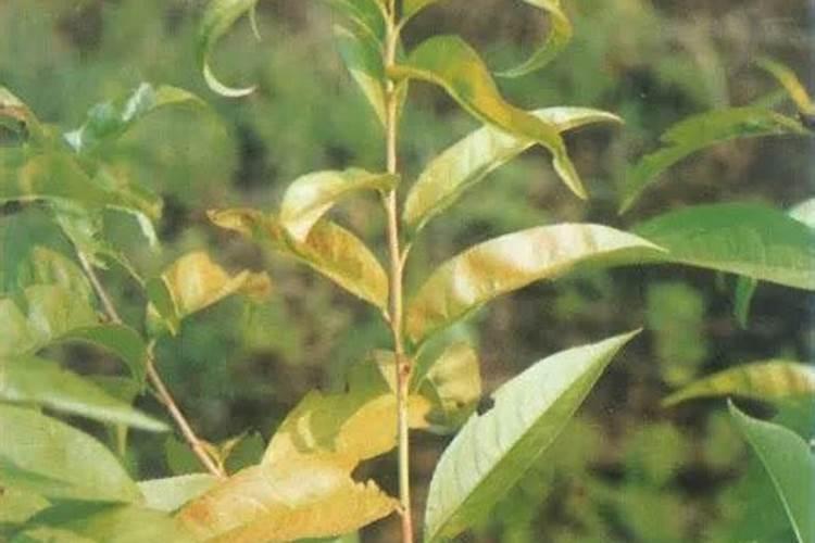 桃树叶子发黄怎么办