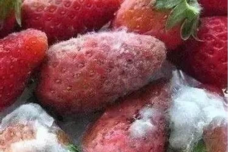 烂水果可以发酵做肥料吗