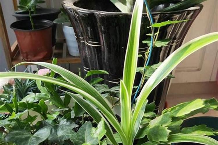 土地贫瘠适合种植什么