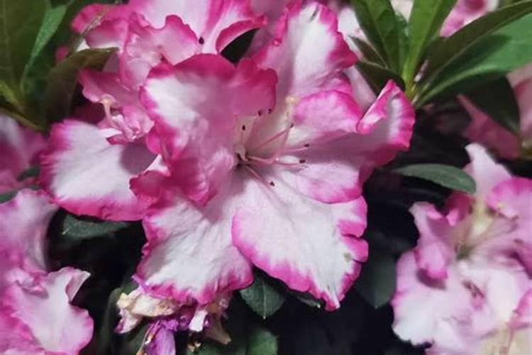 月季花开过之后,枯萎的花朵可以剪掉吗